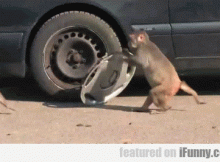 singes volant des enjoliveurs assurance vol voiture